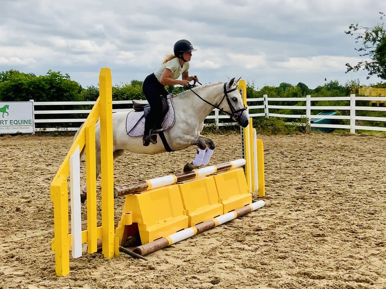 Connemara Stute 5 Jahre 138 cm Schimmel in Mountrath