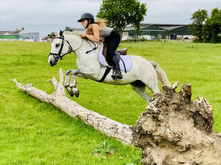 Connemara Stute 5 Jahre 138 cm Schimmel in Mountrath