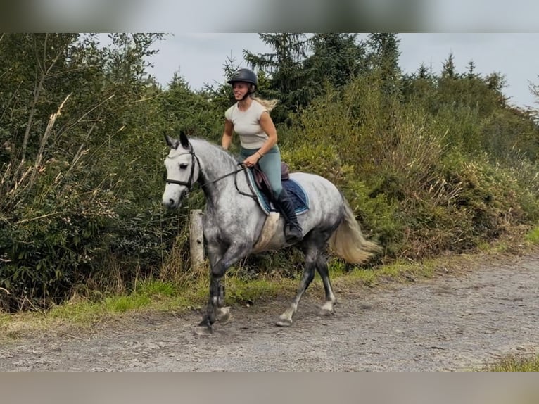 Connemara Stute 5 Jahre 142 cm Apfelschimmel in Mountrath. Co. Laois