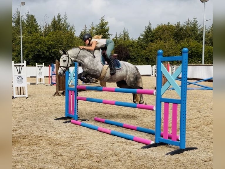 Connemara Stute 5 Jahre 142 cm Apfelschimmel in Mountrath. Co. Laois