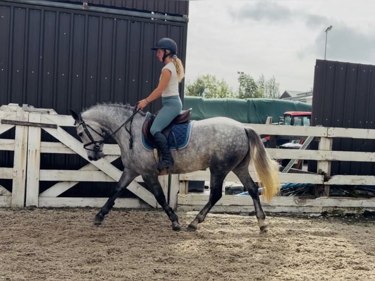 Connemara Stute 5 Jahre 142 cm Apfelschimmel in Mountrath. Co. Laois