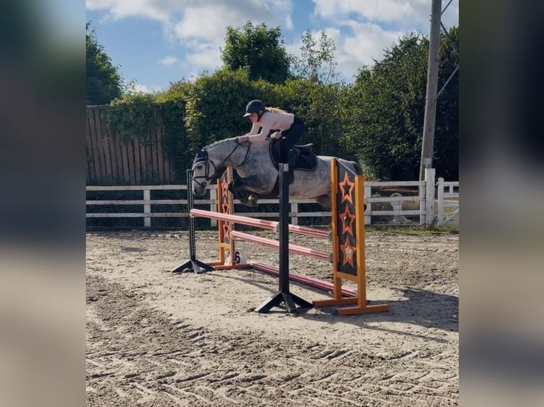 Connemara Stute 5 Jahre 142 cm Apfelschimmel in Mountrath. Co. Laois