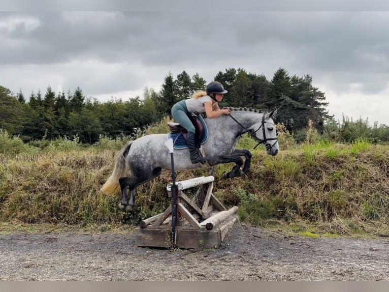 Connemara Stute 5 Jahre 142 cm Apfelschimmel in Mountrath. Co. Laois