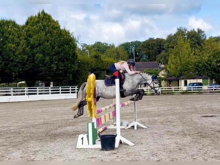 Connemara Stute 5 Jahre 142 cm Apfelschimmel in Mountrath. Co. Laois