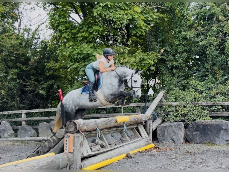Connemara Stute 5 Jahre 142 cm Apfelschimmel in Mountrath. Co. Laois