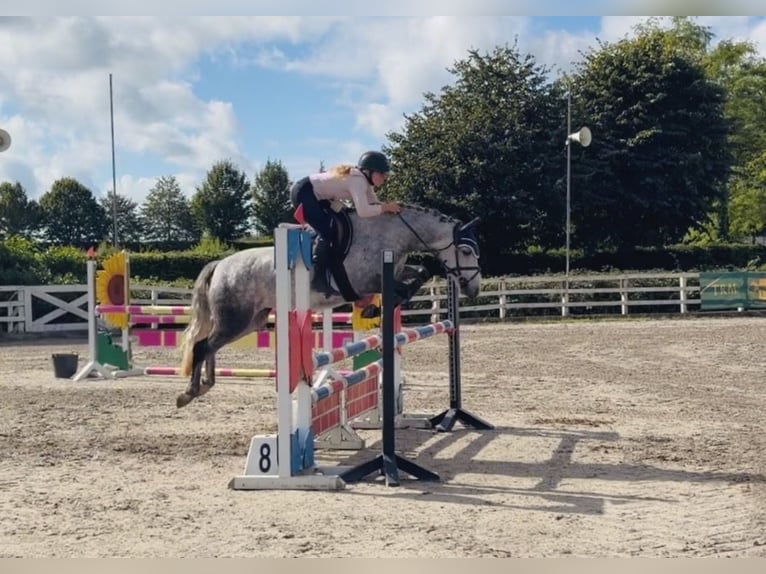 Connemara Stute 5 Jahre 142 cm Apfelschimmel in Mountrath. Co. Laois