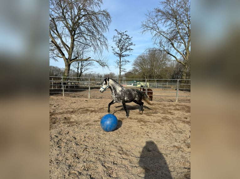 Connemara Mix Stute 5 Jahre 143 cm Apfelschimmel in Vlaardingen