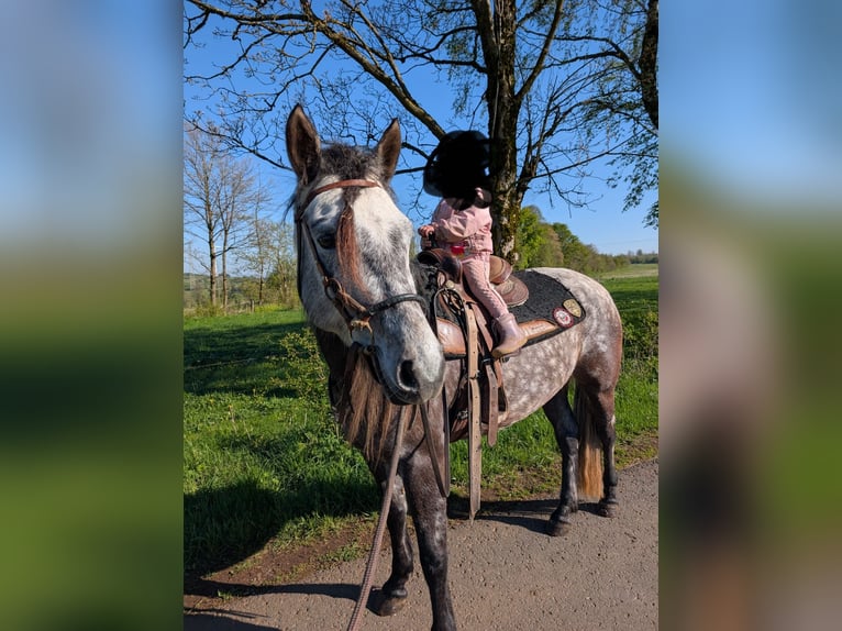 Connemara Stute 5 Jahre 143 cm Kann Schimmel werden in Ulrichstein