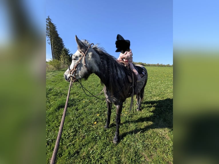 Connemara Stute 5 Jahre 143 cm Kann Schimmel werden in Ulrichstein