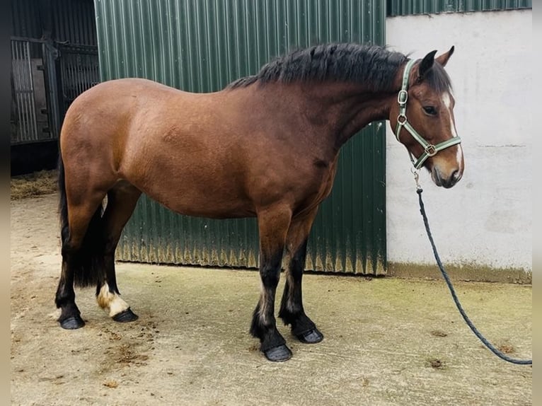 Connemara Stute 5 Jahre 144 cm Brauner in Sligo