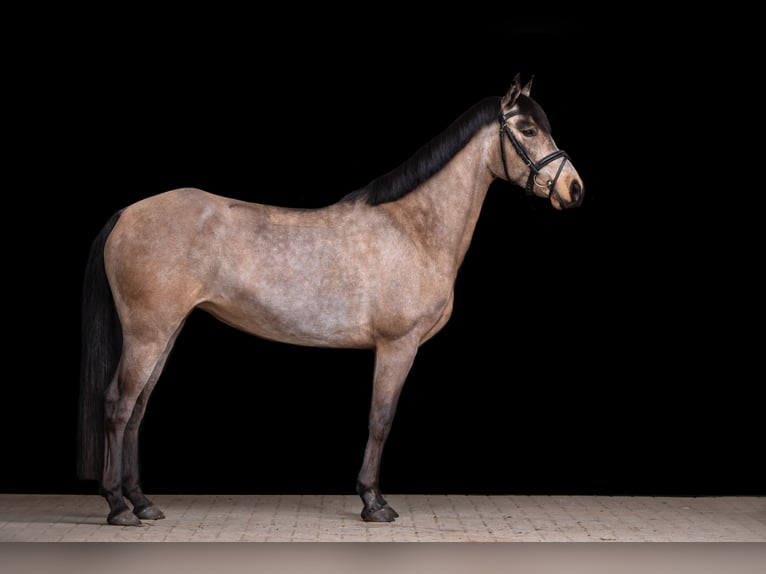 Connemara Stute 5 Jahre 144 cm Buckskin in AukrugAukrug