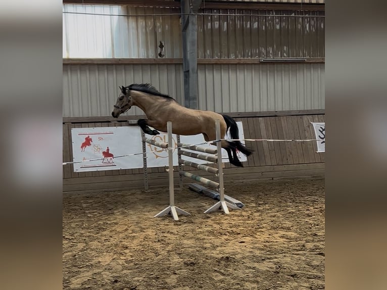 Connemara Stute 5 Jahre 144 cm Buckskin in AukrugAukrug