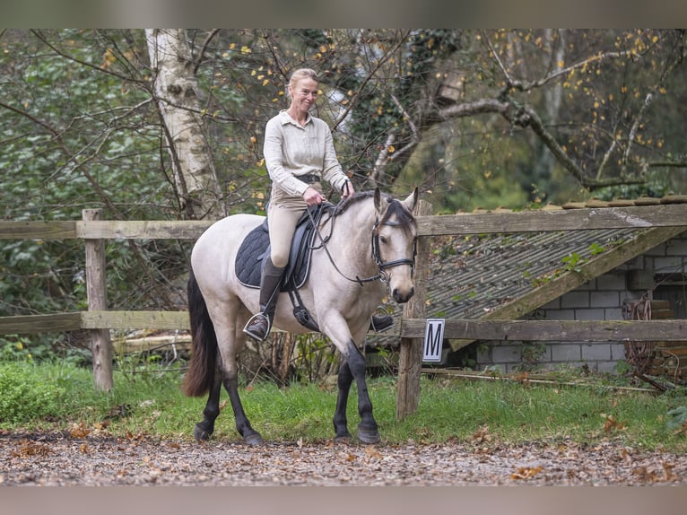 Connemara Stute 5 Jahre 145 cm Falbe in Edewecht