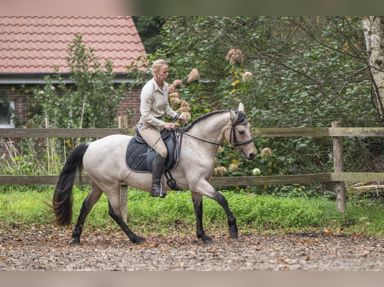 Connemara Stute 5 Jahre 145 cm Falbe in Edewecht