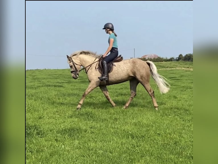 Connemara Stute 5 Jahre 145 cm Palomino in Westmeath