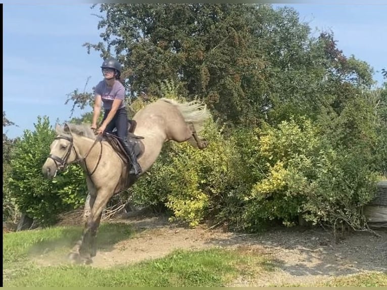Connemara Stute 5 Jahre 145 cm Palomino in Westmeath