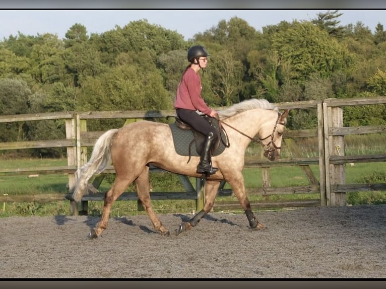 Connemara Stute 5 Jahre 145 cm Palomino in Westmeath
