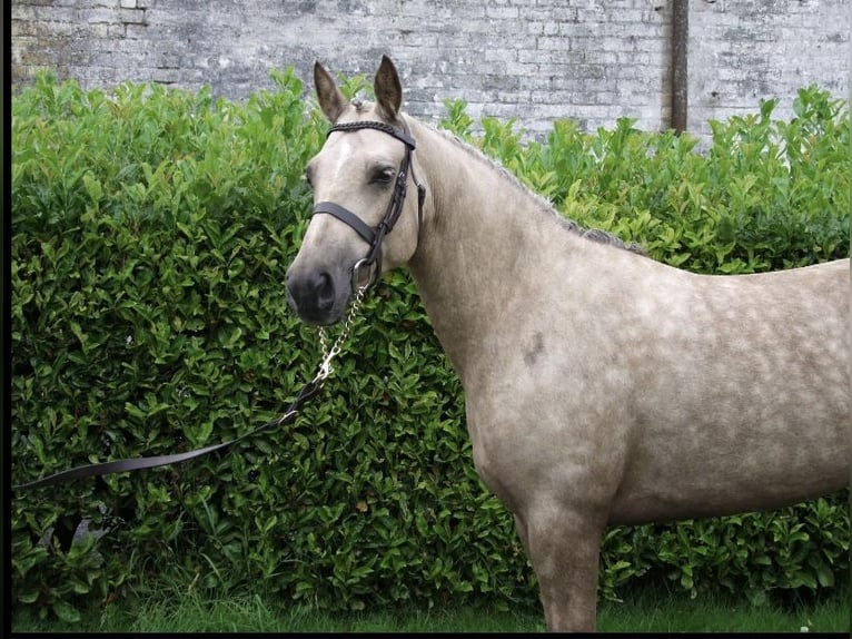 Connemara Stute 5 Jahre 145 cm Palomino in Westmeath