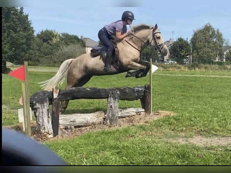 Connemara Stute 5 Jahre 145 cm Palomino in Westmeath