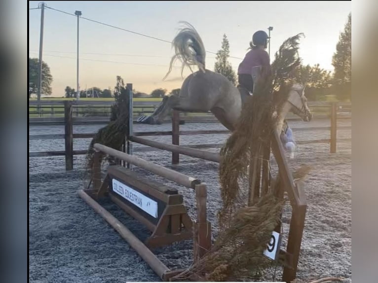 Connemara Stute 5 Jahre 145 cm Palomino in Westmeath