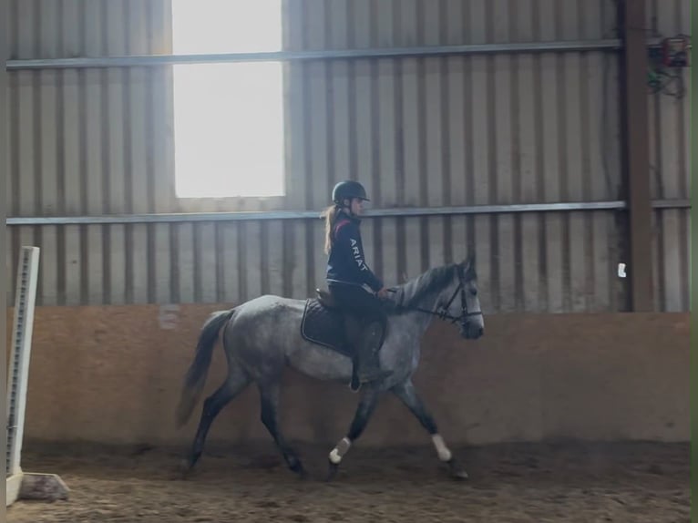 Connemara Stute 5 Jahre 145 cm Schimmel in Sligo