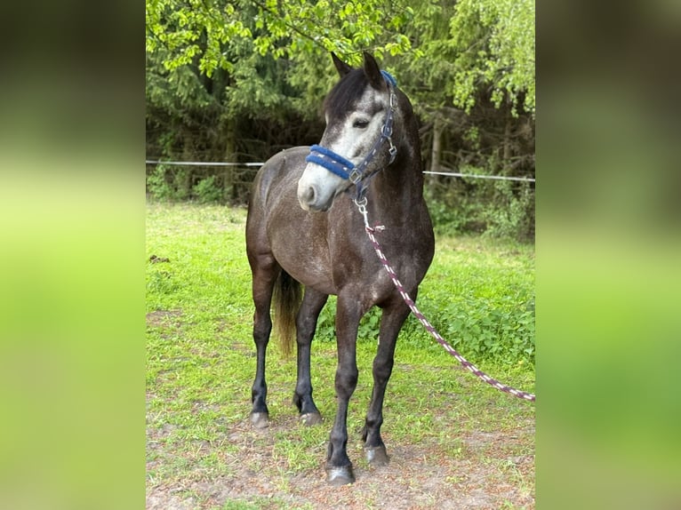 Connemara Stute 5 Jahre 145 cm Schimmel in Śrem