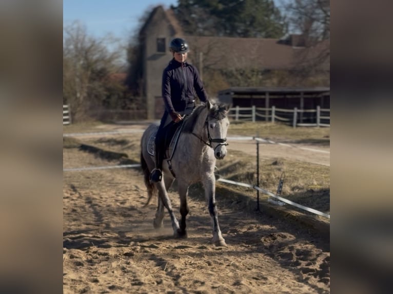 Connemara Stute 5 Jahre 146 cm Apfelschimmel in Trebbin