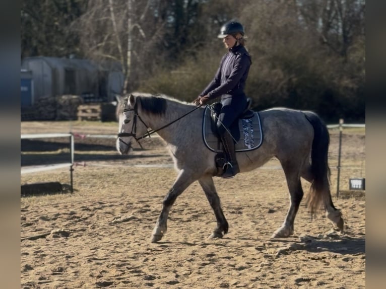 Connemara Stute 5 Jahre 146 cm Apfelschimmel in Trebbin