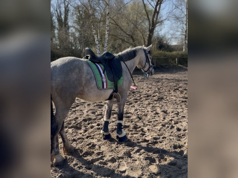 Connemara Stute 5 Jahre 146 cm Apfelschimmel in Trebbin