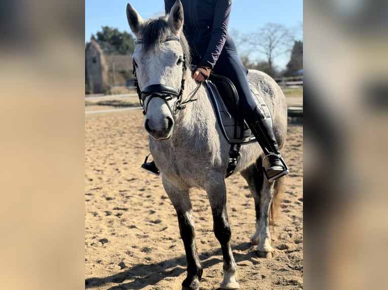 Connemara Stute 5 Jahre 146 cm Apfelschimmel in Trebbin