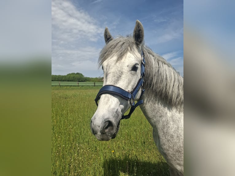 Connemara Stute 5 Jahre 146 cm Apfelschimmel in Senden
