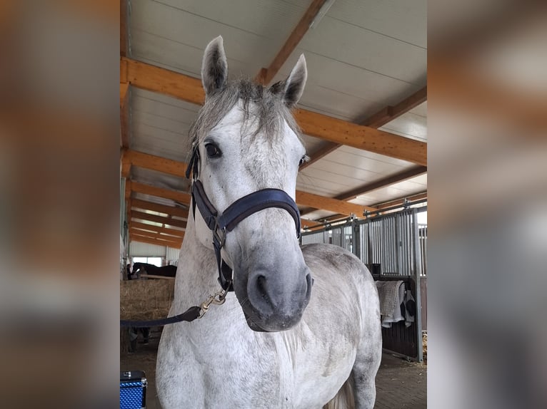 Connemara Stute 5 Jahre 146 cm Apfelschimmel in Senden