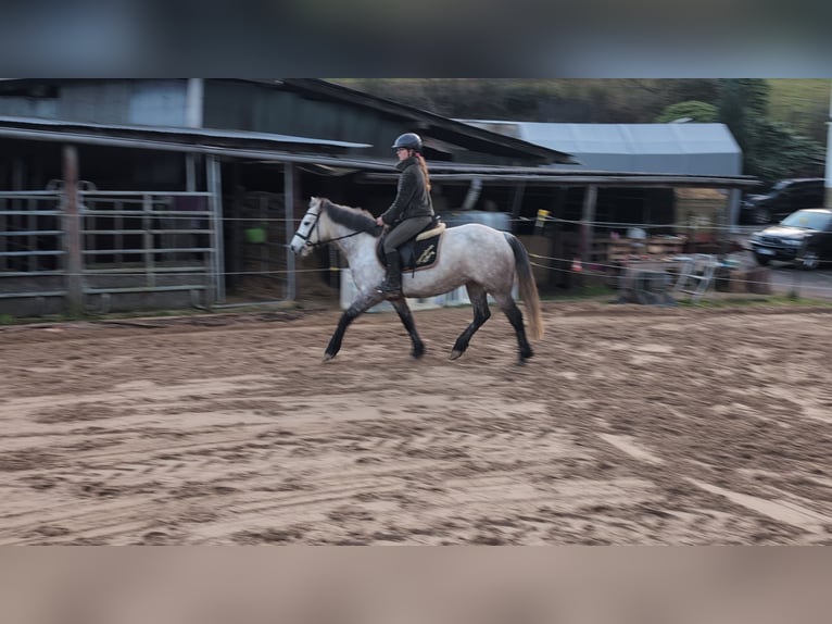 Connemara Stute 5 Jahre 146 cm Apfelschimmel in Morsbach