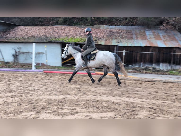 Connemara Stute 5 Jahre 146 cm Apfelschimmel in Morsbach