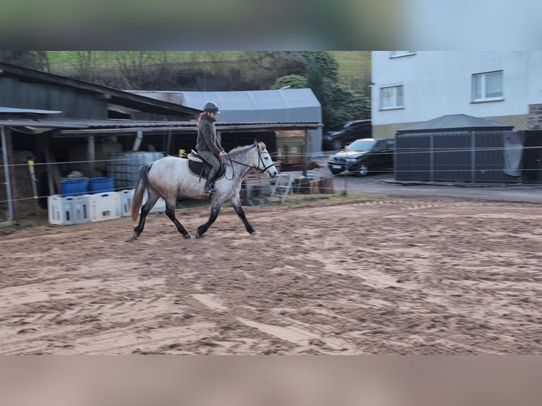 Connemara Stute 5 Jahre 146 cm Apfelschimmel in Morsbach