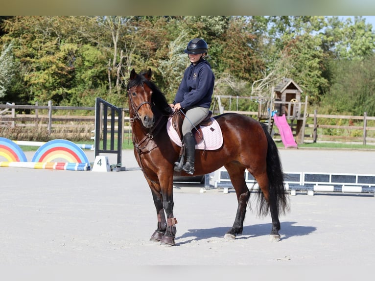 Connemara Stute 5 Jahre 146 cm Brauner in Bogaarden