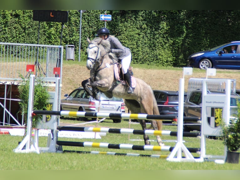 Connemara Stute 5 Jahre 147 cm Apfelschimmel in Dinkelsbühl