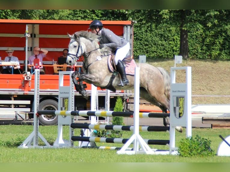Connemara Stute 5 Jahre 147 cm Apfelschimmel in Dinkelsbühl