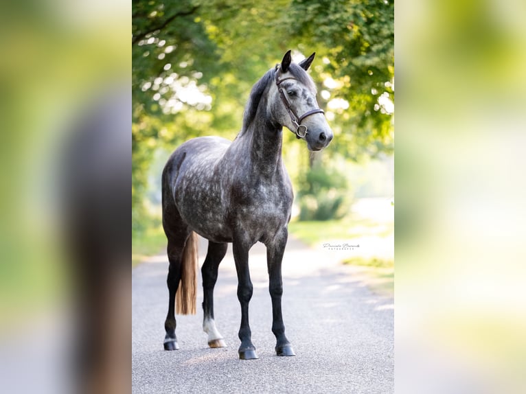 Connemara Stute 5 Jahre 147 cm Blauschimmel in Nijverdal