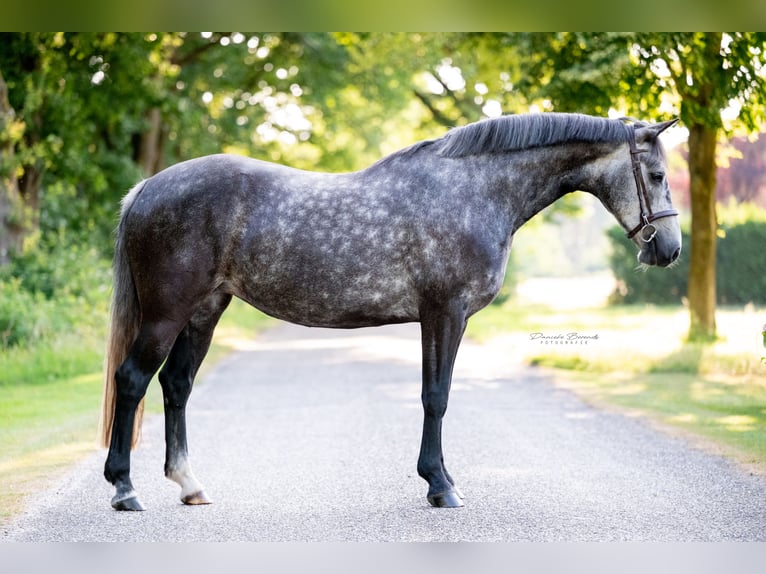 Connemara Stute 5 Jahre 147 cm Blauschimmel in Nijverdal