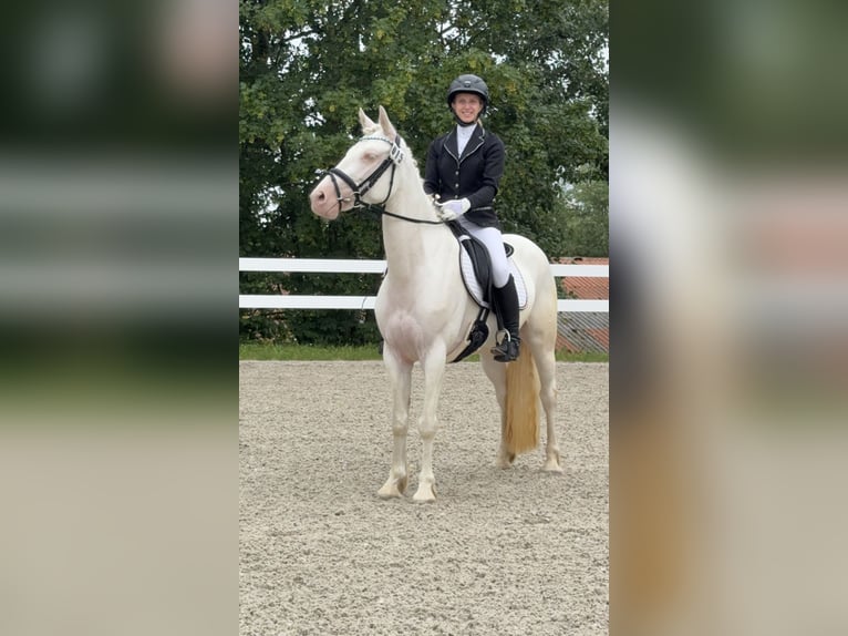 Connemara Stute 5 Jahre 147 cm Cremello in Lisberg