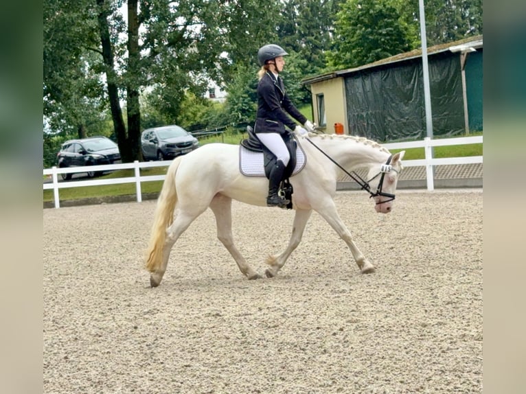 Connemara Stute 5 Jahre 147 cm Cremello in Lisberg