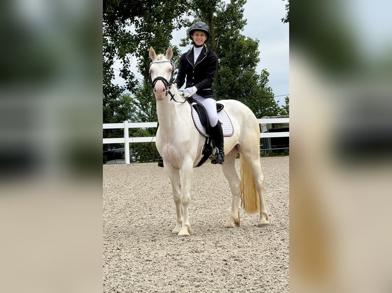 Connemara Stute 5 Jahre 147 cm Cremello in Lisberg