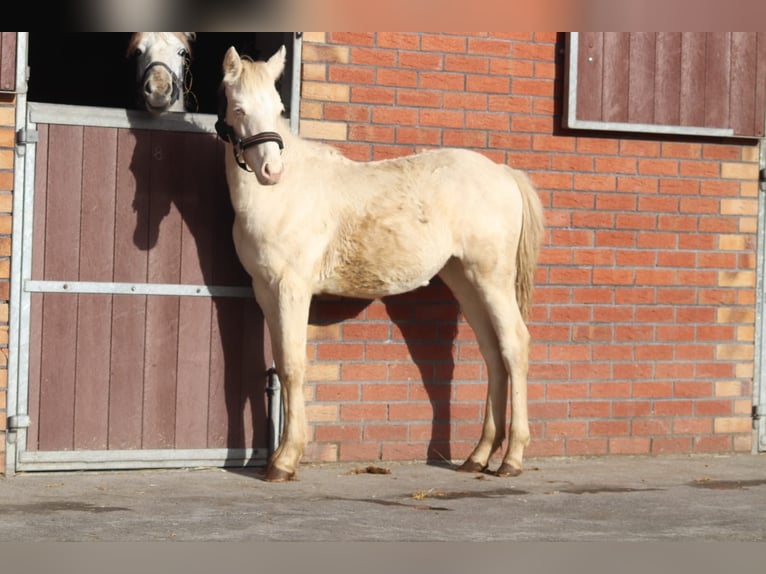 Connemara Stute 5 Jahre 147 cm Cremello in Lisberg