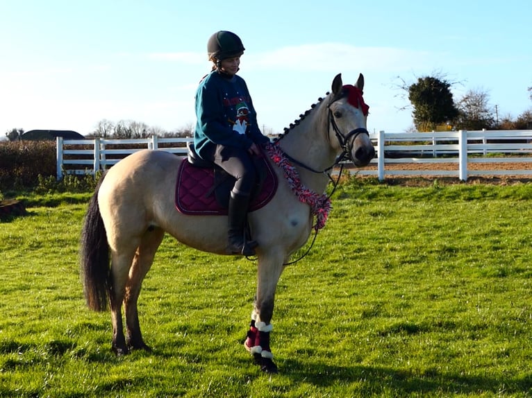 Connemara Stute 5 Jahre 147 cm Falbe in Mountrath