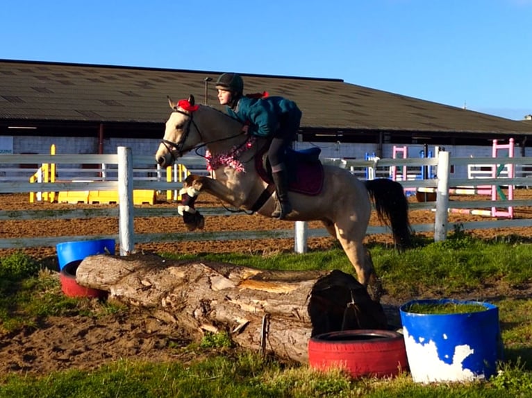 Connemara Stute 5 Jahre 147 cm Falbe in Mountrath
