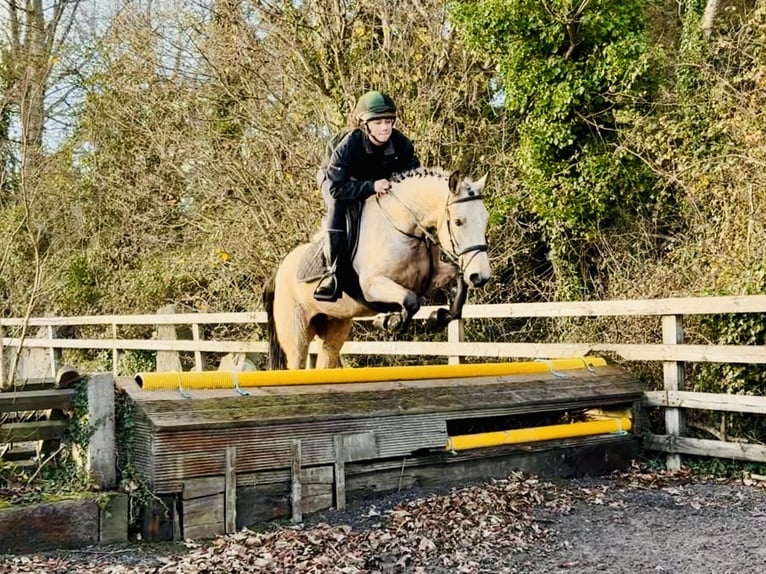 Connemara Stute 5 Jahre 147 cm Falbe in Mountrath