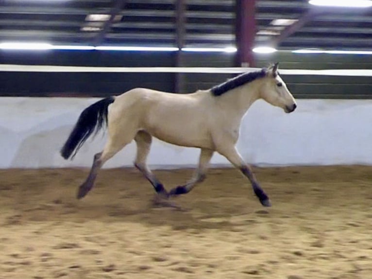 Connemara Stute 5 Jahre 147 cm Falbe in Mountrath