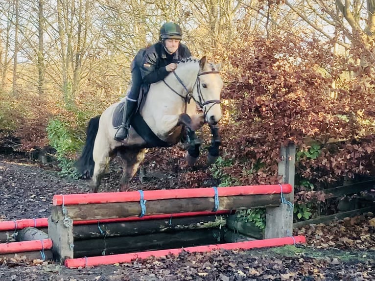 Connemara Stute 5 Jahre 147 cm Falbe in Mountrath