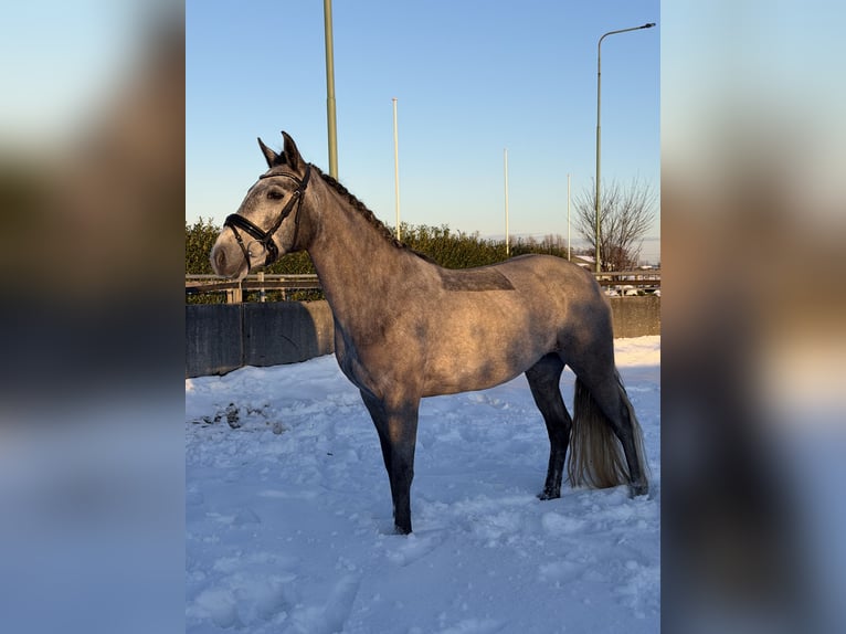 Connemara Stute 5 Jahre 147 cm Schimmel in Utrecht